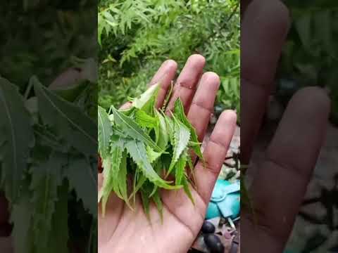 ড্রাগন গাছের পিঁপড়া তাড়ানোর উপায়|যে কোন গাছের পিঁপড়া তাড়ানোর উপায় #botanicaleducation