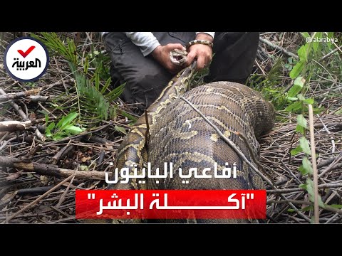 أفعى تبتلع امرأة بالكامل في بطنها هكذا خططت لالتهام للفريسة