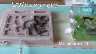 Elevage fourmis : Lasius sp noire et leur nid en plâtre.