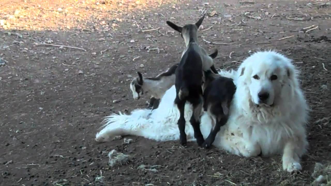 Great Pyrenees Guardian Dog with Alpine Goats - YouTube