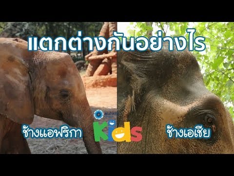 วีดีโอ: ช้างตัวไหนมีจำนวนมากกว่า - อินเดียหรือแอฟริกา