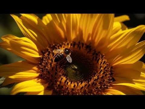 Video: Creșterea floarea-soarelui: cum să adăugați floarea soarelui în grădină