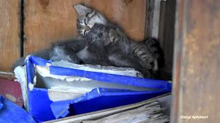 Kittens hug each other by Giorgi Aptsiauri 239 views 2 years ago 1 minute, 8 seconds