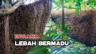 Tense‼️solo honey harvesting in a high tree #bee #honey