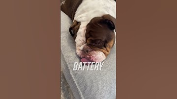 Copilot+ Surface Pro – Faster, Smarter & with All-Day Battery Life 🐶