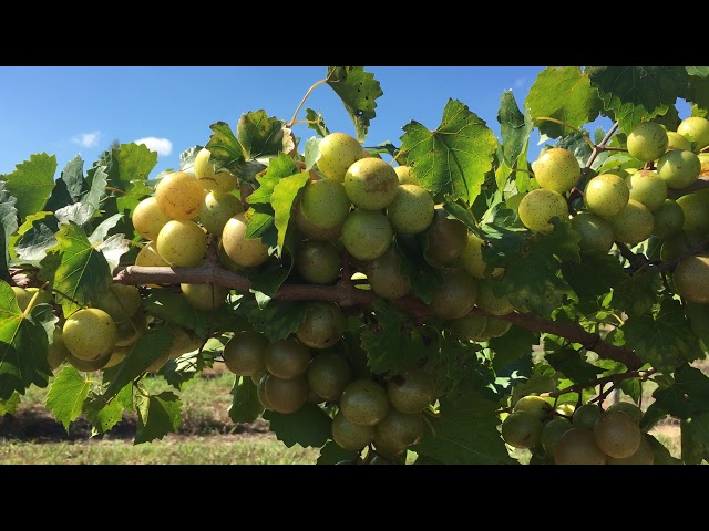 Neptune Bunch Grape Vine  Ison's Nursery & Vineyard