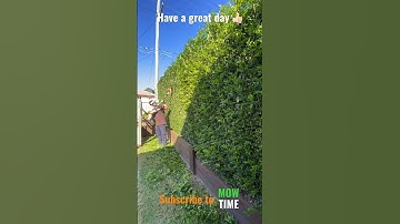 Timelapse hedging shorts. #mowtime #shorts #hedging #gardening #grass #plants #education #stihl