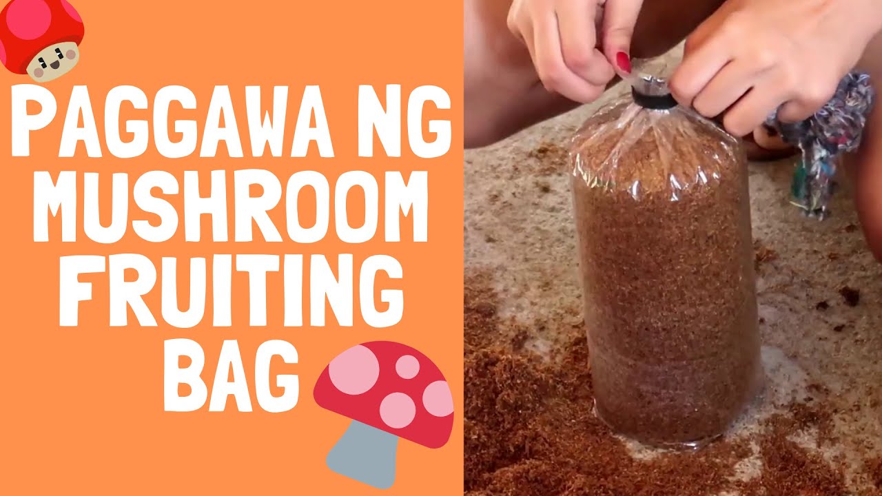 mushroom fruiting bag philippines