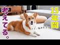犬と暮らして15年。たくさん悩んできました。