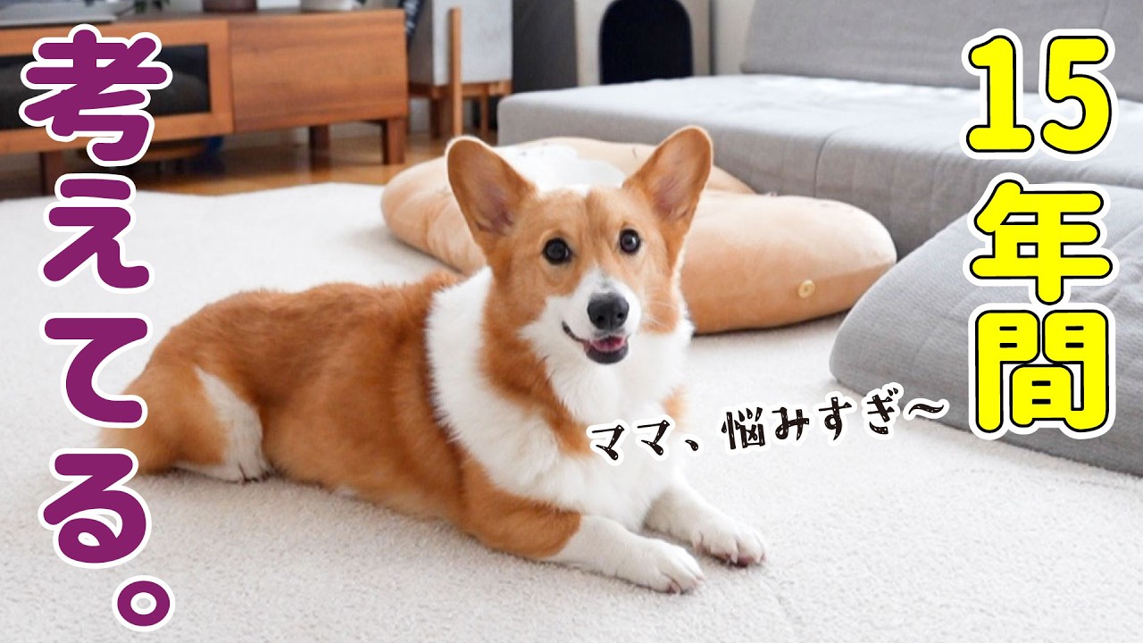 犬と暮らして15年。たくさん悩んできました。