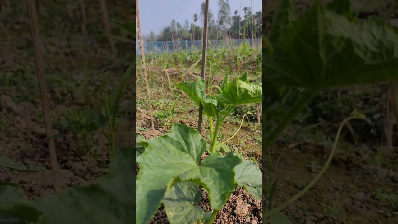 Fresh green vegetable garden।Rustic Roots 