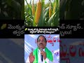 #Mokkajonna #Farmers #Tummala #TelanganaFarmers #MaizeFarmers #AgricultureNews #TriveniTrendsTelugu