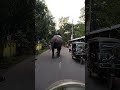 হাতি