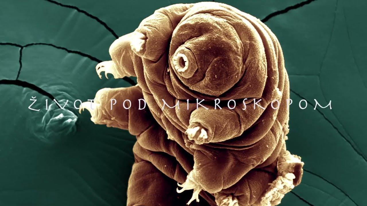 Život pod mikroskopom YouTube