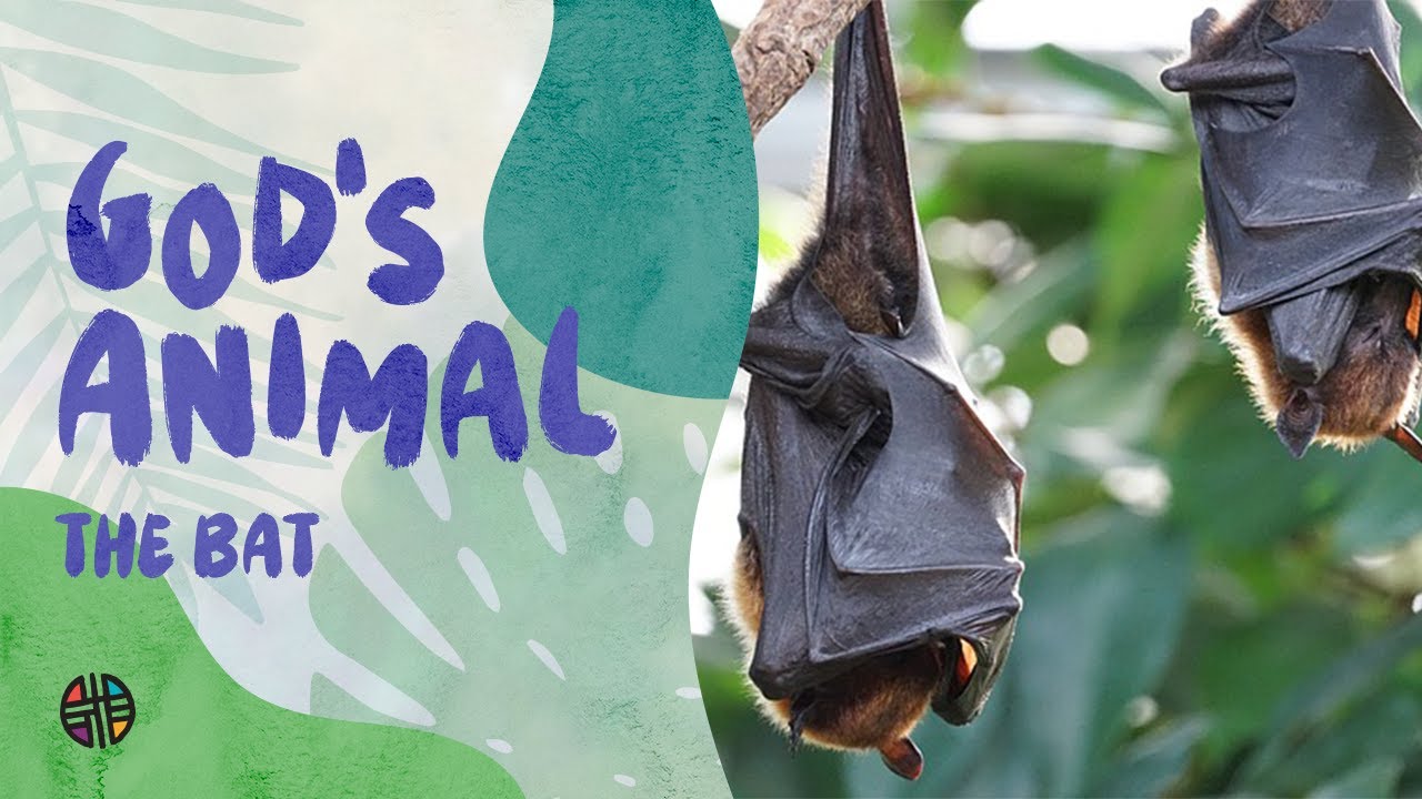 God's Animal - The Bat | Preschool - YouTube