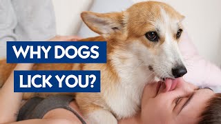 Real Reasons Dogs Lick You  (rather gross  )