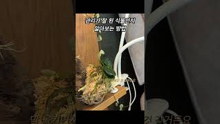 #좋은식물 #건강한식물 #식물고르기 #식물인테리어 #식물키우기 #plants #화초관리 #plantcare #예쁜인테리어 #garden #반려식물 #난초 #난초키우기 #풍란
