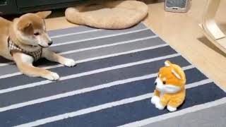 Shiba getting mad and confused at her shiba toy