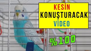 MUHABBET KUŞU KESİN KONUŞTURACAK VİDEO | VİDEOYU DİNLETİN BEKLEYİN