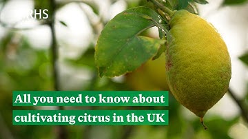 All you need to know about cultivating citrus in the UK | The RHS