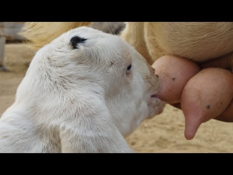 Satisfying Video ASMR beautiful Video Goat drink Milk her baby in Cool time#buffalocalf