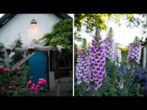 A romantic, slow stroll through the cottage gardens (with flower names!)