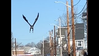 Bald Eagle Takes Flight In Slow Motion