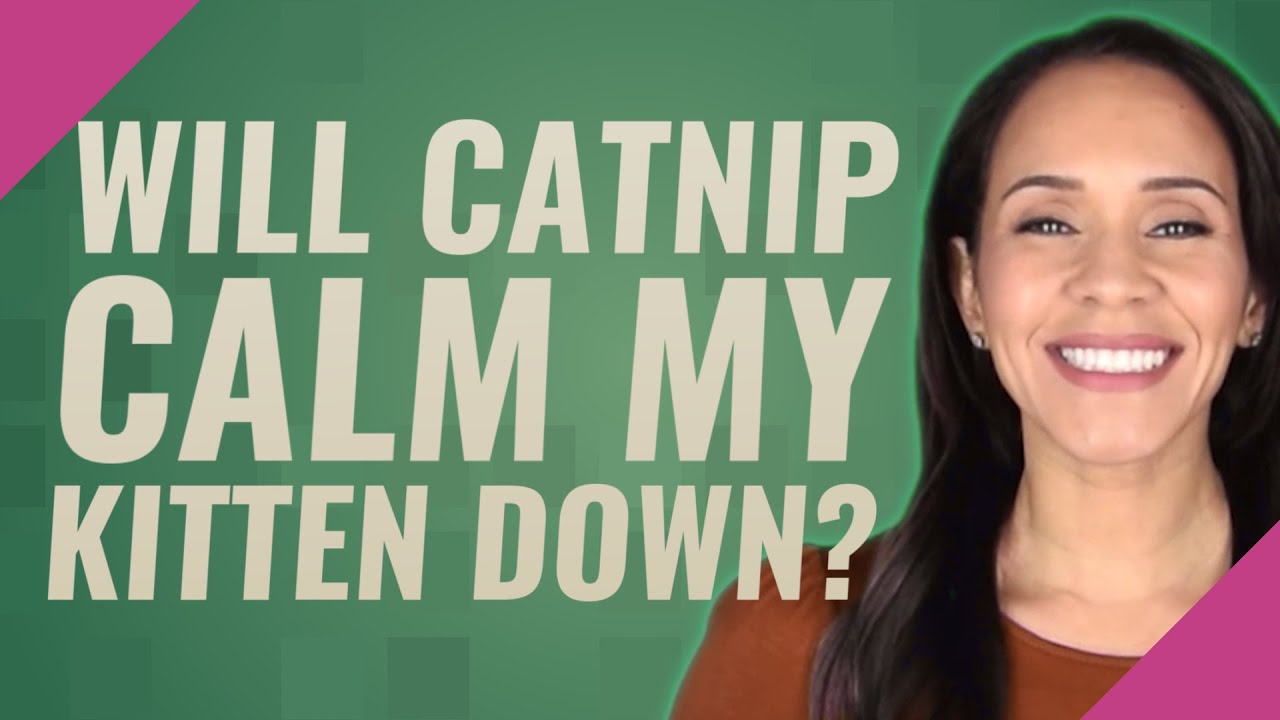 Will Catnip Calm My Kitten Down YouTube Will Catnip Calm My Kitten Down YouTube