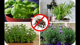 5 Mejores plantas que repelen moscas, para cultivar en casa! - YouTube