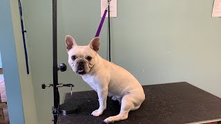 Frenchie shave down