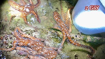 2 Giờ Đi Săn Hải Sản Khi Thuỷ Triều Rút - Trúng Lớn Bầy Mực Lửa Bị Mắt Cạn