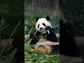 Dnyann en akll pandas belgeseli yerli kif parodi dublaj edit viral komik yerlikasif