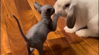 Two Curious Kittens and One Funny Bunny Meet for the First Time by Ari-Gato Cats 514 views 5 months ago 4 minutes, 6 seconds