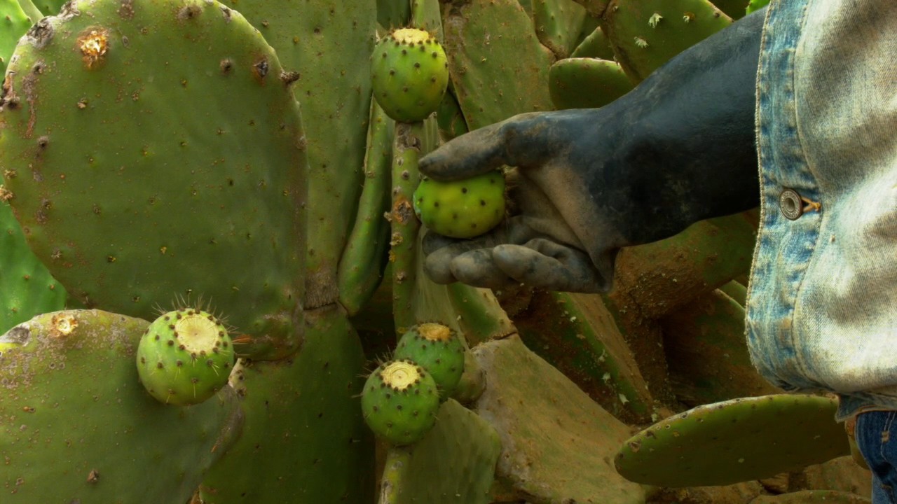 BPA PAMPAT: Eclaircissage et Récolte