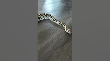 BURMESE Python handling #reptiles #burmesepython #python