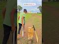 Cricket Lover 💞🏏 #cricket #viralvideo #trending #cricketlover #shortsfeed #cricketfan #90s #shots