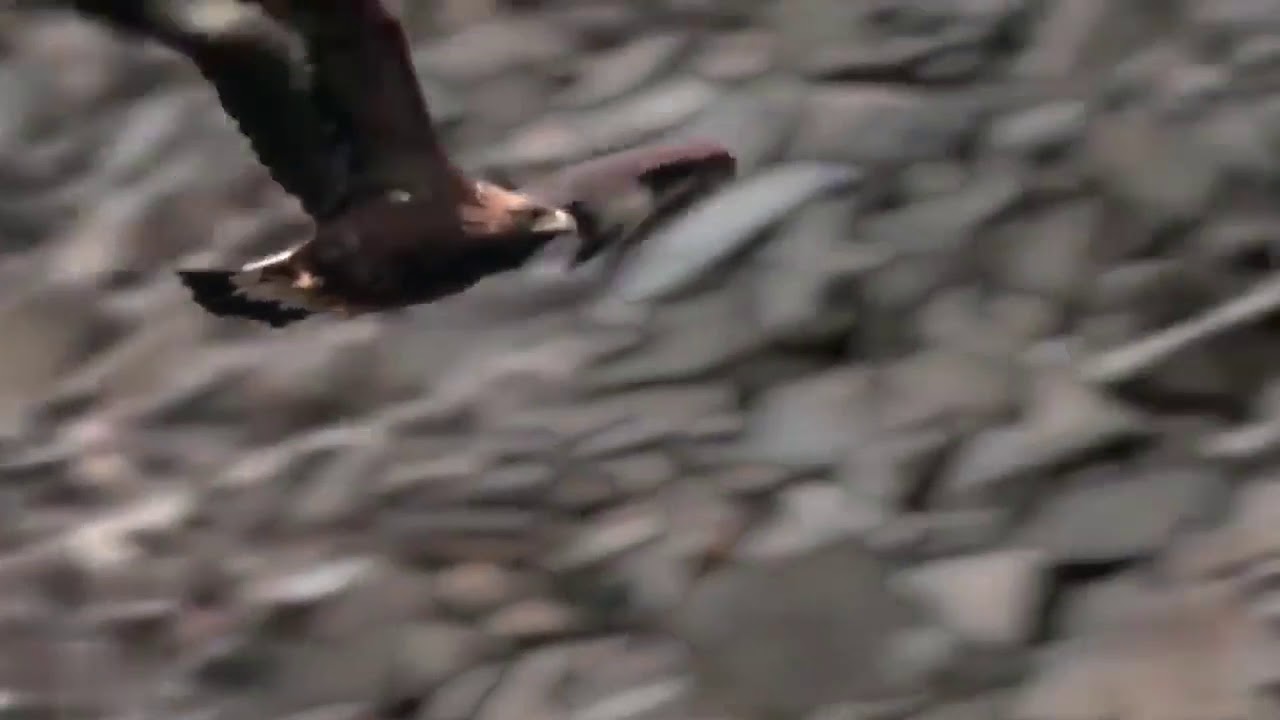 Amazing Eagle Catch Baby Mountain Goat In North America YouTube