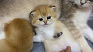 Funny kittens learning to walk and playing with mother cat