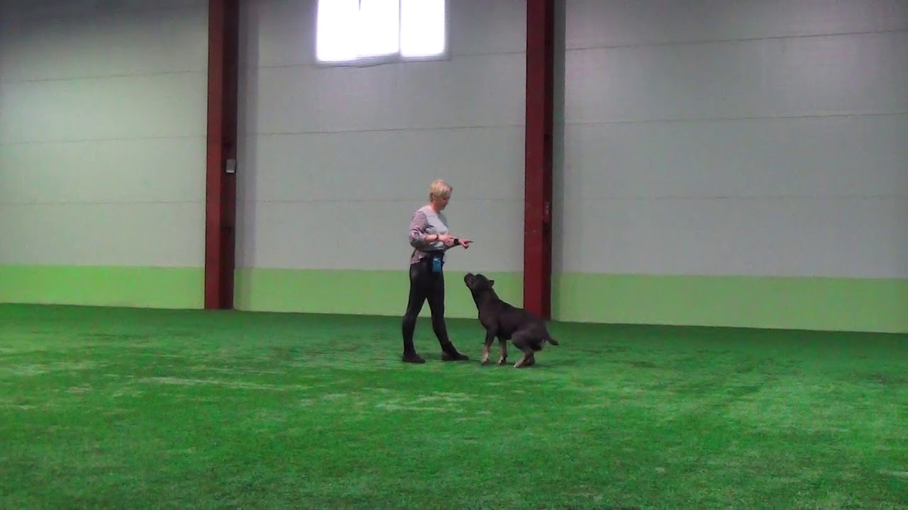 Кодрикова Мария Николаевна ХОТ ХАРТ ХАНТЕР БЭЙЛИС Кане корсо Открытый ...