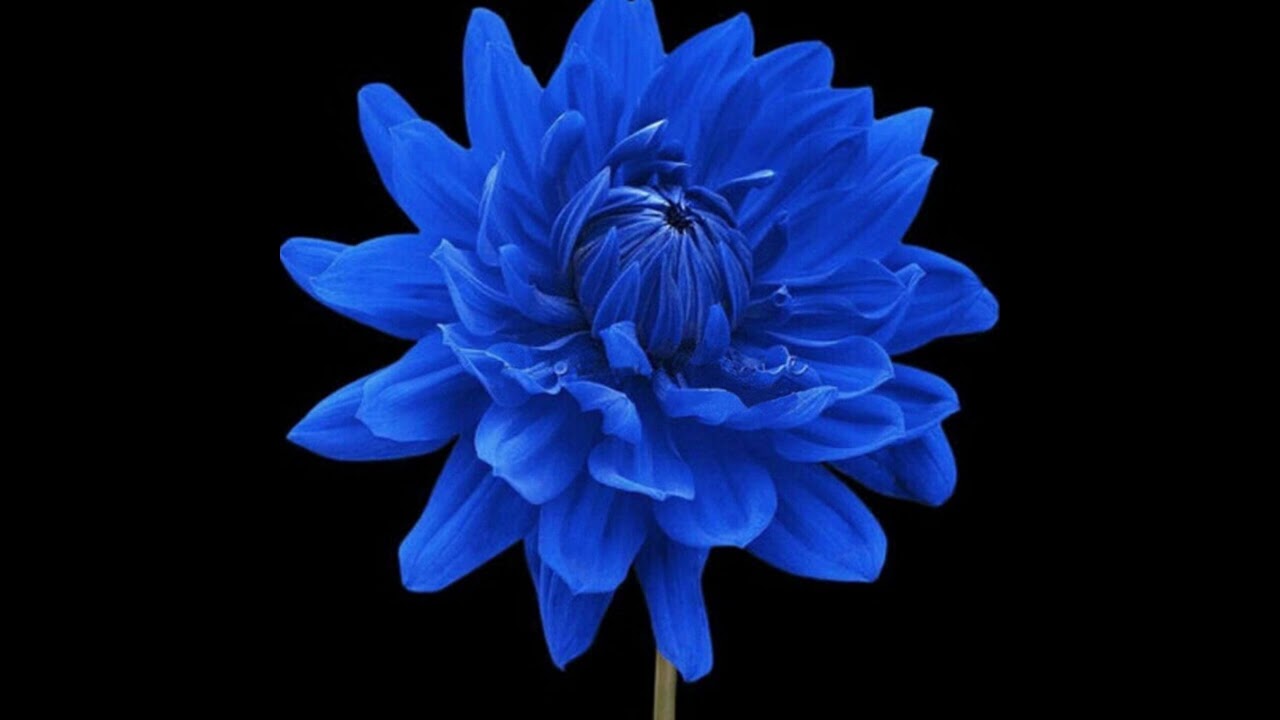 Sonny Greenwich "Lush Life" Live at Club 2080