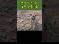 산책중, 농장 탈출한 아기강아지들과 놀아주기