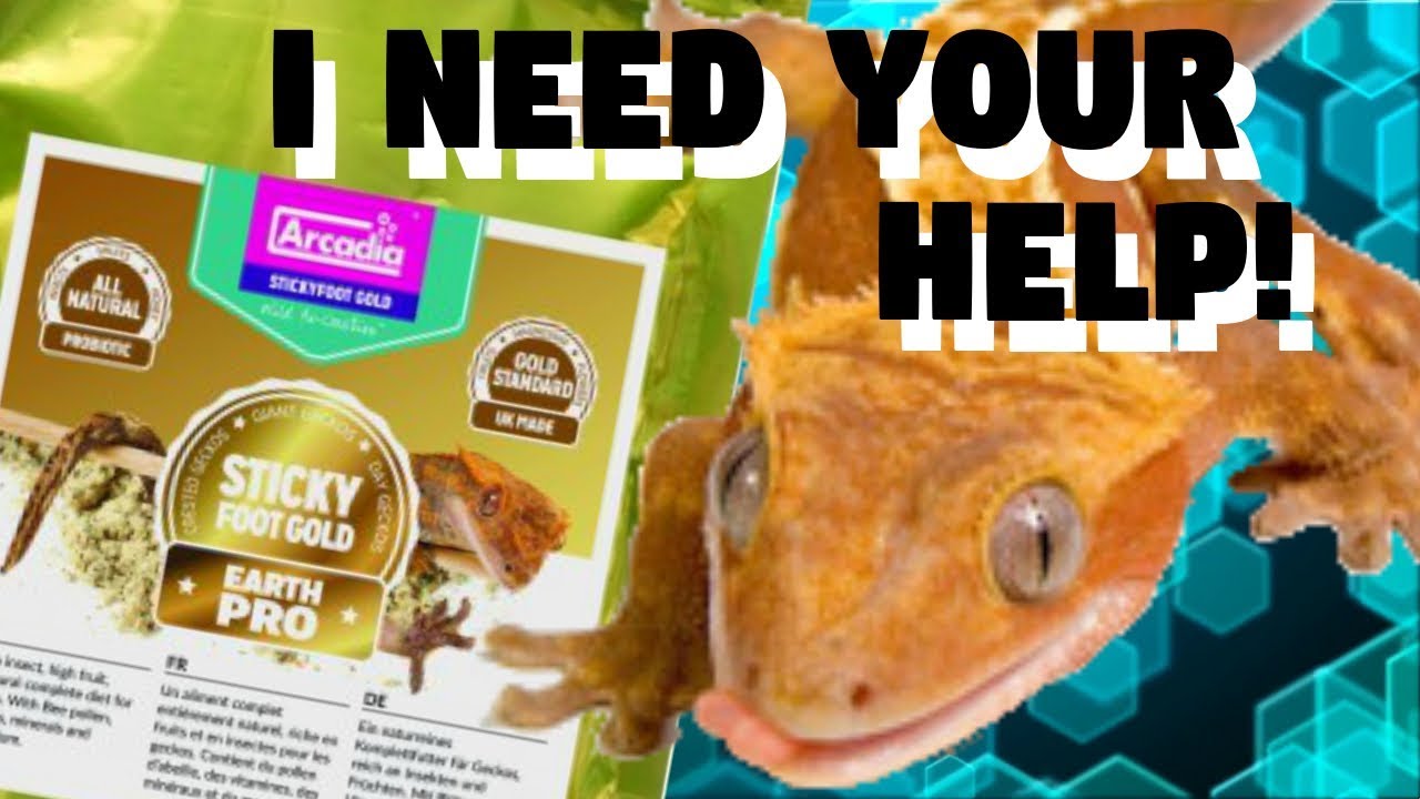 reptiles en ligne Crestie Investigation - What Do They REALLY Want To Eat?