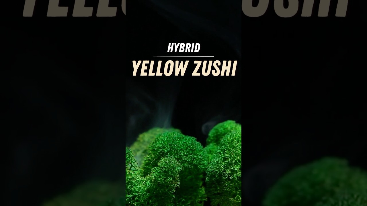 Yellow Zushi Review by StankyFlowers (Sunburn Cannabis) - Zushi-Giving Special