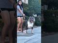 You Won’t Believe These Dogs 😳🐶 #shorts