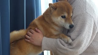A crack appears in the bond with the Shiba Inu and he runs away to the garden.