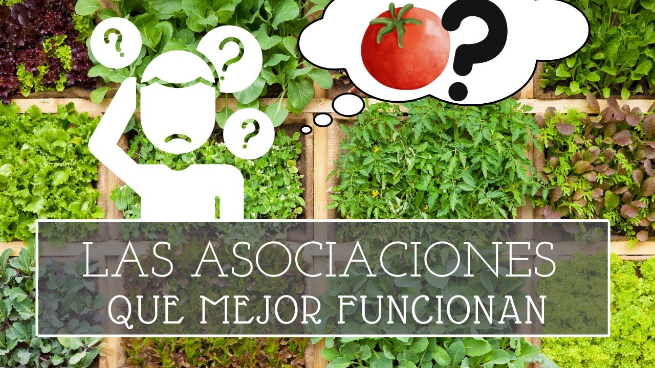 Las mejores ASOCIACIONES de CULTIVOS  👌
