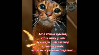 Мысли кошки... #cat #funny