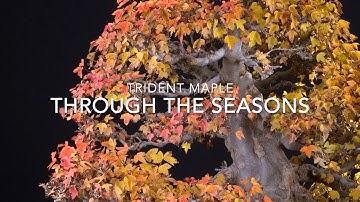 An old trident maple through the seasons