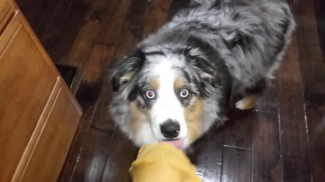 3 Minutes And 31 Seconds Of My Dog Licking Peanut Butter Off A Spoon