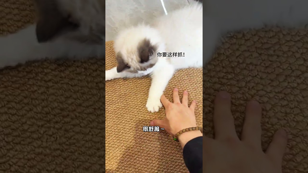 Works indoors and outdoors for all pets #cat - YouTube